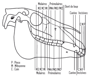 numéraire dentaire cheval